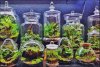 terrarium01.JPG