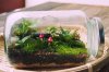 terrarium02.JPG